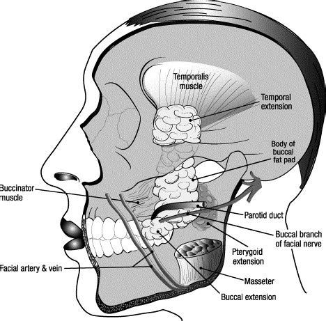 The Use of the Buccal Fat Pad for Reconstruction of Oral Defects .